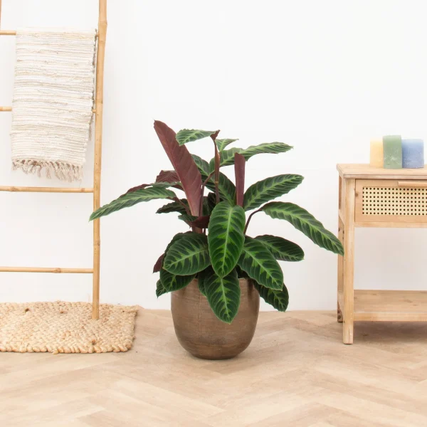 Calathea Warscewiczii - 90cm - 51Dnspod | Smaakvolle damp – Verzendkosten vrij vanaf 40€