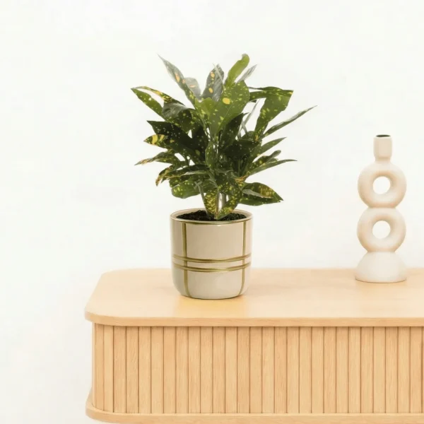 Bambino Croton Gold Dust stam - 20cm - 51Dnspod | Smaakvolle damp – Verzendkosten vrij vanaf 40€