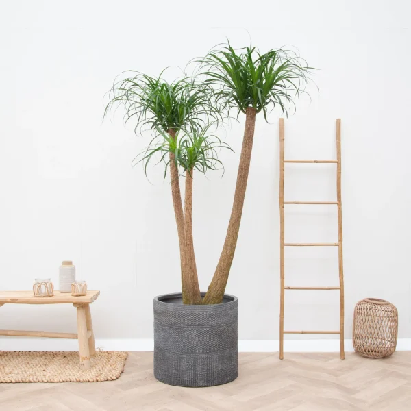 Beaucarnea Multi Stam XXL - 220cm - 51Dnspod | Smaakvolle damp – Verzendkosten vrij vanaf 40€