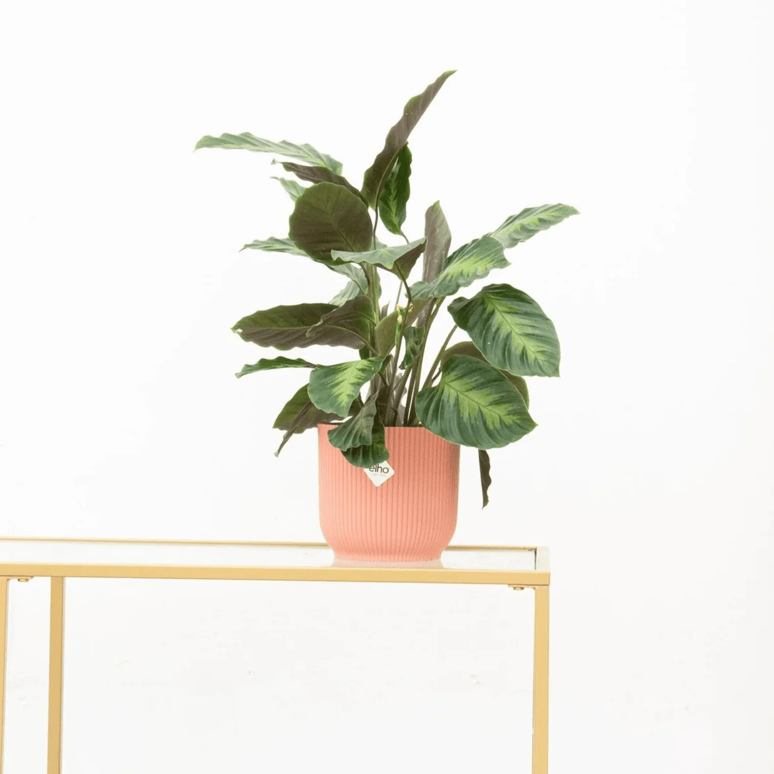 Calathea Maui Queen - 35cm - 51Dnspod | Smaakvolle damp – Verzendkosten vrij vanaf 40€ Calathea Maui Queen - 35cm - 51Dnspod | Smaakvolle damp – Verzendkosten vrij vanaf 40€