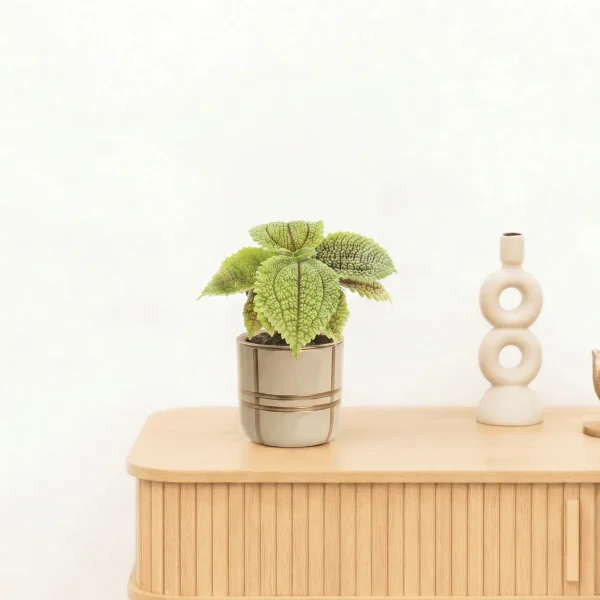 Bambino Pilea Moonvalley - 10 cm - 51Dnspod | Smaakvolle damp – Verzendkosten vrij vanaf 40€