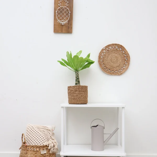 Brighamia insignis 'Hawaii Palm' - 25cm inclusief mand Scott - 51Dnspod | Smaakvolle damp – Verzendkosten vrij vanaf 40€