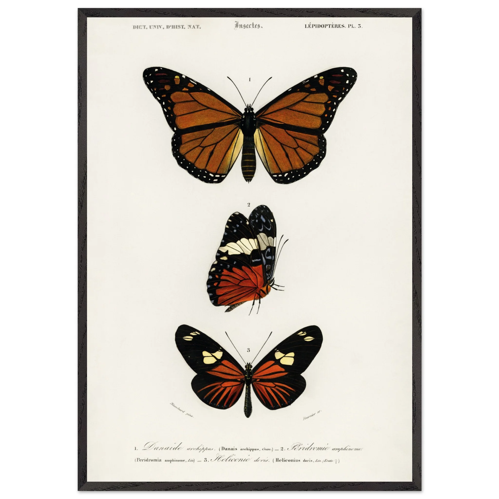 Artfulprints Poster met Lijst Charles Dessalines d'Orbigny - Butterfly - 70x100 cm - Bruin - 51Dnspod | Smaakvolle damp – Verzendkosten vrij vanaf 40€ Artfulprints Poster met Lijst Charles Dessalines d'Orbigny - Butterfly - 70x100 cm - Bruin - 51Dnspod | Smaakvolle damp – Verzendkosten vrij vanaf 40€